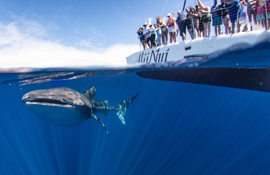Guests on a whale private charter